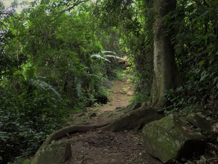 procházka džunglí