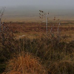 Divočina v Čechách