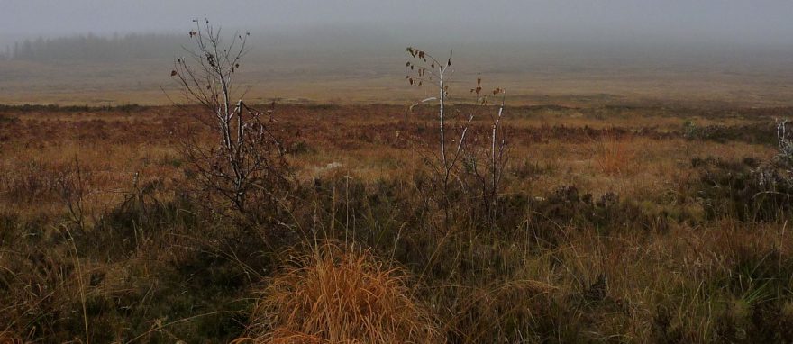 Divočina v Čechách