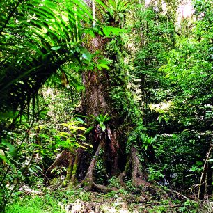 Husté pralesy, Queensland, Austrálie