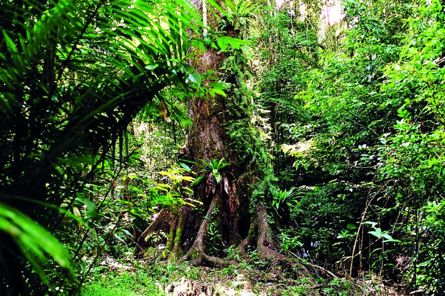 Husté pralesy, Queensland, Austrálie