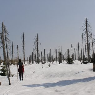 Boubínský prales na backcountry lyžích
