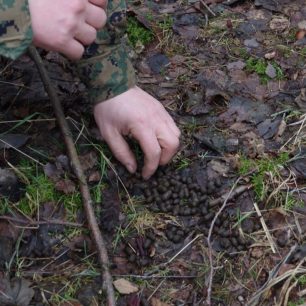 Sbírání zvířecího trusu, foto: www.outdoorsurvival.cz