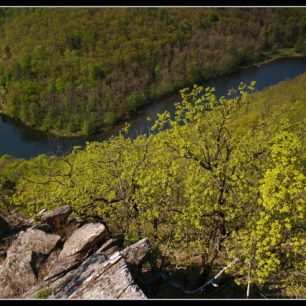 Dyje pod Sealsfieldovým kamenem