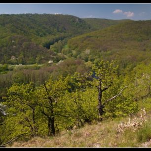 Meandry Dyje pod Šobesem