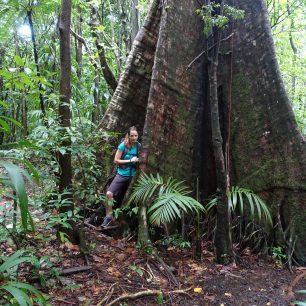 V pralese je poměrně hodně vzrostlých sloních stromů, Dominika