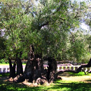 Stara Maslina - olivovník, jeuž je přes 2000 let