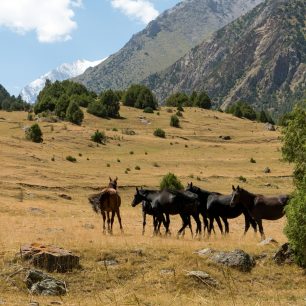 Stádo polodivokých koní nedaleko Karavšinu