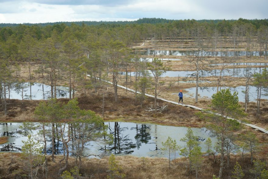 Malebně rozesetá jezírka protíná dřevěný chodník, bažina Viru, Estonsko