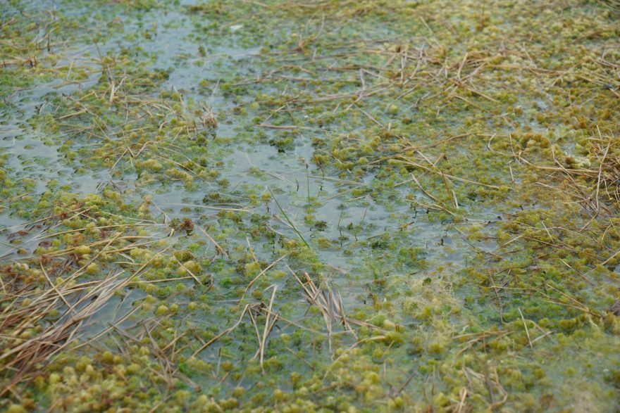 Bažinu tvoří směs vody a rostlin, Estonsko