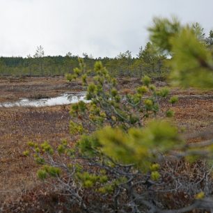 Vyšší patro rostlin tu patří zakrslým borovicím, Estonsko