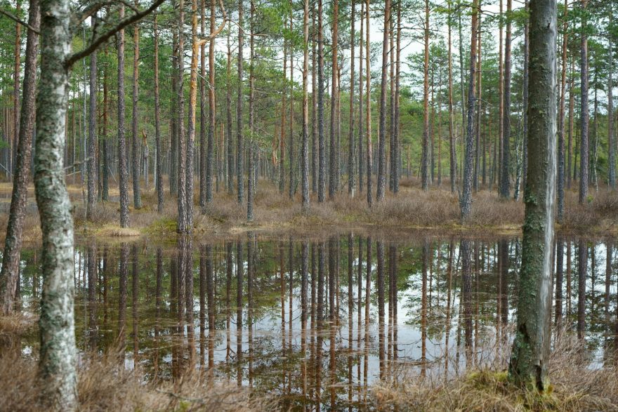 Lesy jsou všude, kam se podíváte a představte si těch hub, co tu roste na podzdim!