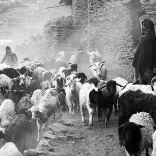 Shánění koz z pastvin - Ladakh