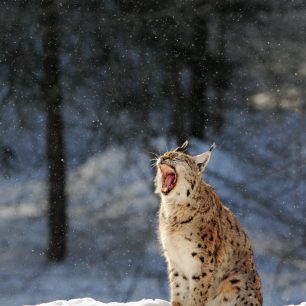 Kategorie mráz, Jiří Kratochvíl, Photo Open 2015