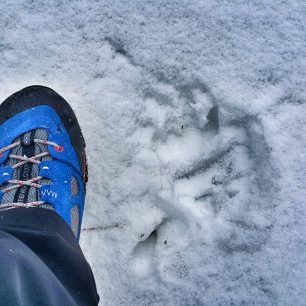 Medvědí stopa, Vysoké Tatry.