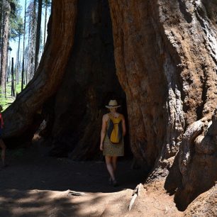 Černé spáleniny na kmenech sekvojí jsou pozůstatkem požárů, Sequoia NP, USA