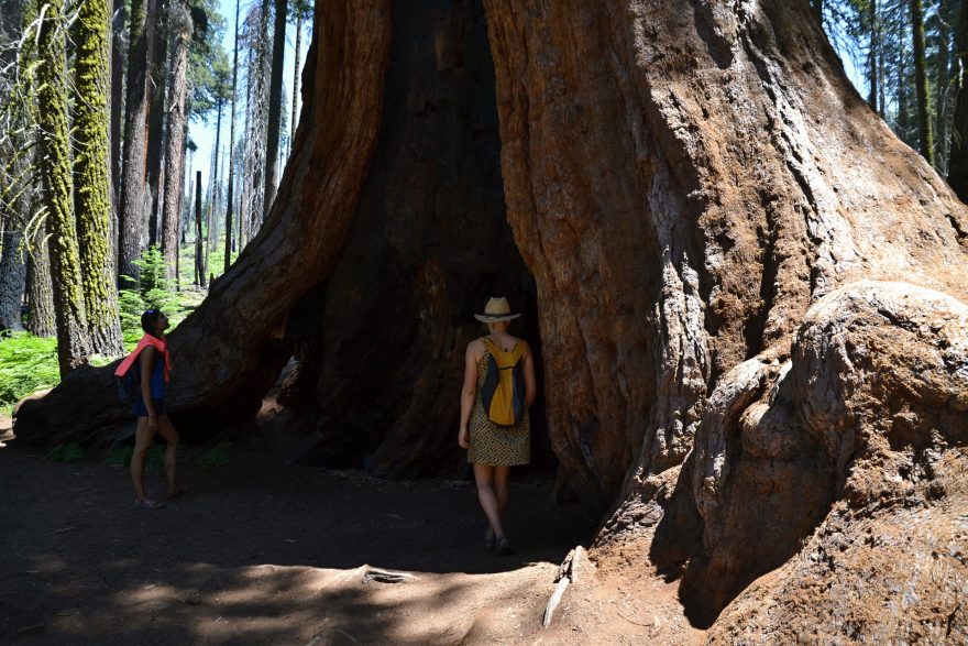 Černé spáleniny na kmenech sekvojí jsou pozůstatkem požárů, Sequoia NP, USA