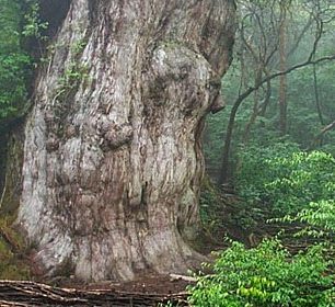 Tisíce let staré stromy na ostrově Yaku-Shima v Japonsku