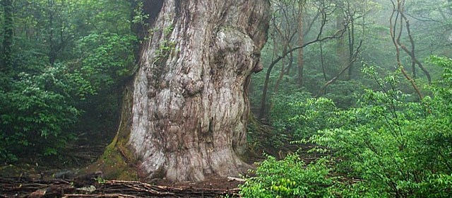 Tisíce let staré stromy na ostrově Yaku-Shima v Japonsku