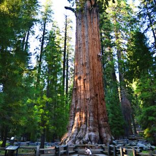 Největší strom na světě General Sherman tree má obvod kmene více než 30 metrů, Sequoia NP, USA