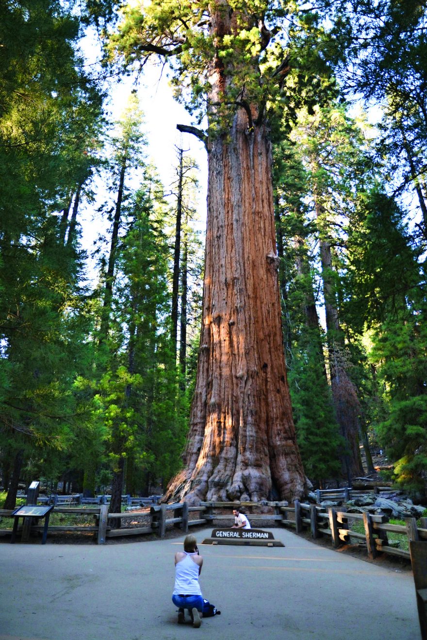 Největší strom na světě General Sherman tree má obvod kmene více než 30 metrů, Sequoia NP, USA