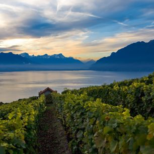 Kaskádové vinice na březích jezera, Ženevské jezero, Švýcarsko