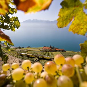 Víno z vinic v Lavaux je vyhlášené, Ženevské jezero, Švýcarsko