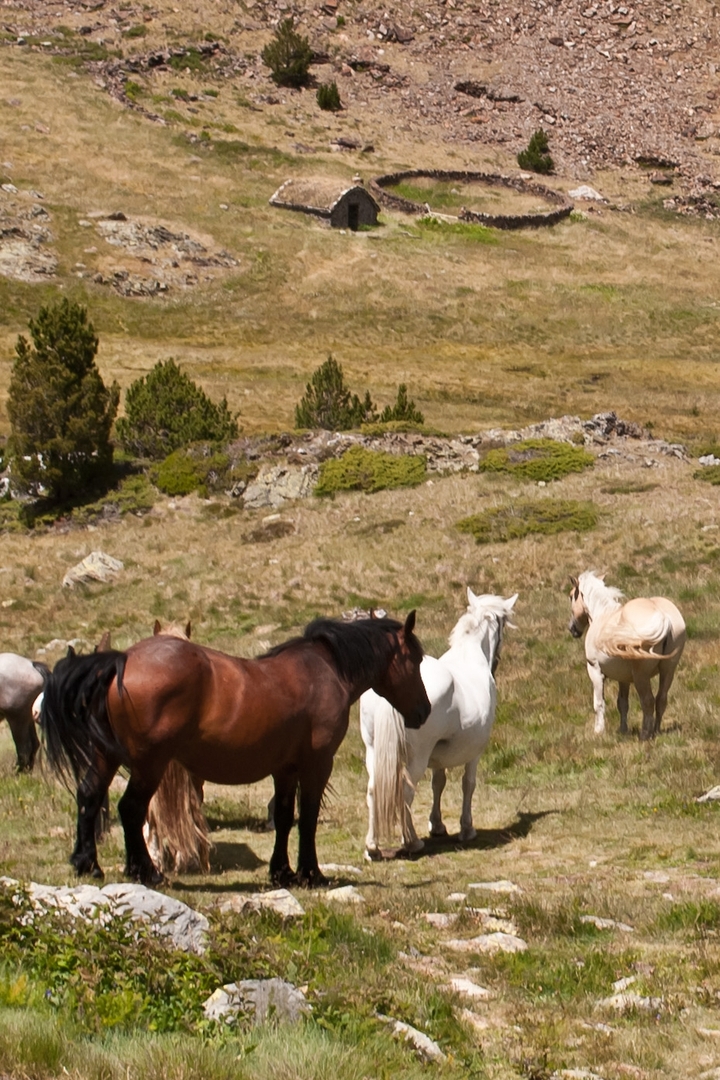 Koně Andorry