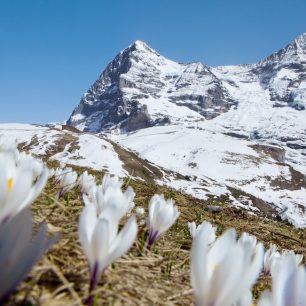 Krokusy kvetoucí v Kleine Scheidegg