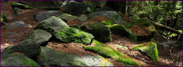 Příroda stezky La Panoramica