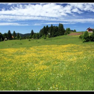 Louky kolem osady Ledenice