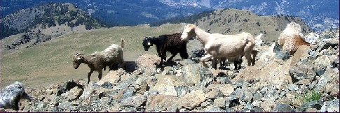 Horské kozy v Pindos