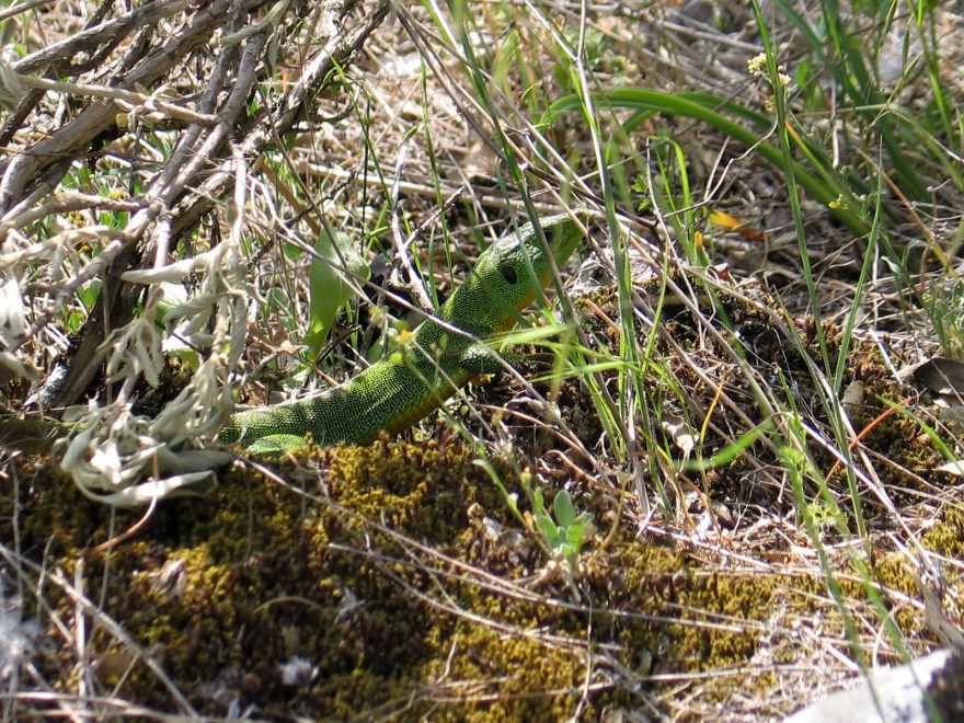 Jedna z všudypřítomných ještěrek