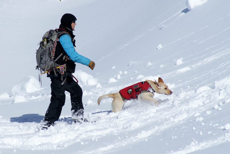 Výcvik lavinových psů, foto: Vlaďka Kennett