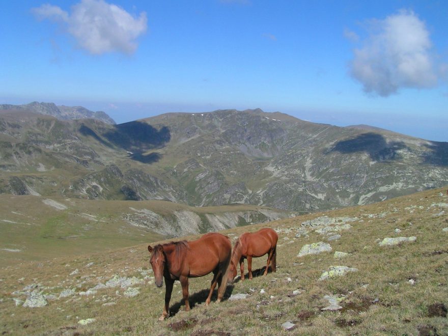 Divocí koně na hřebenech
