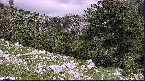Horská fauna Orjenu