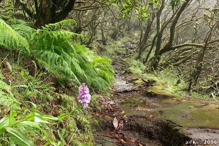 Fantasy world - cesta vavřínovým lesem obklopená orchidejemi