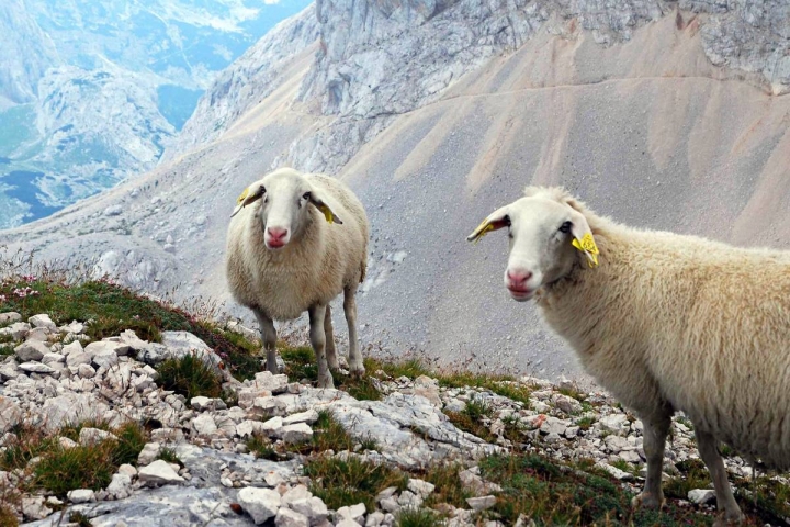 Karel Veselý, Ovce v Julských Alpách