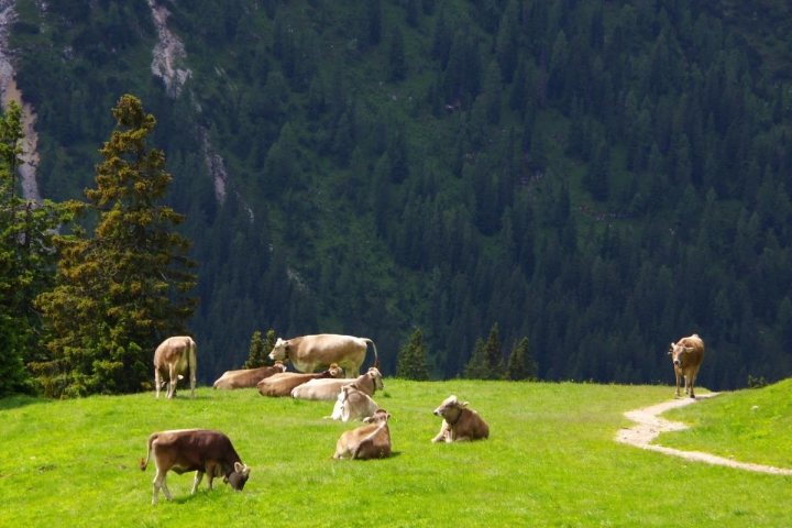 Petra Miškovská, alpská fauna a flóra