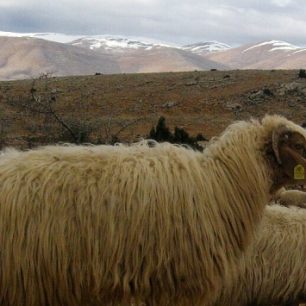 Ovce tady mají ráj